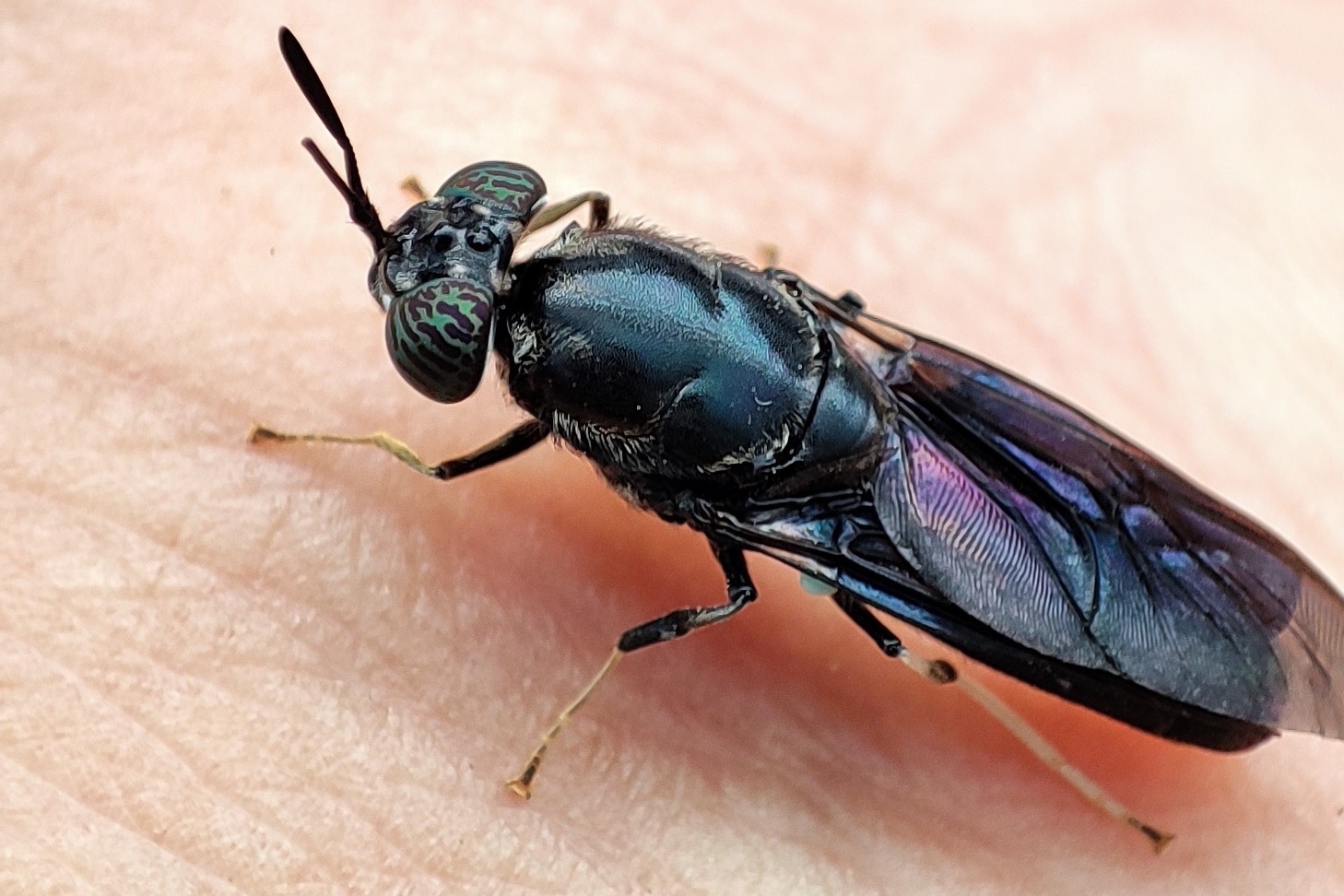 Mosca soldado negra adulta