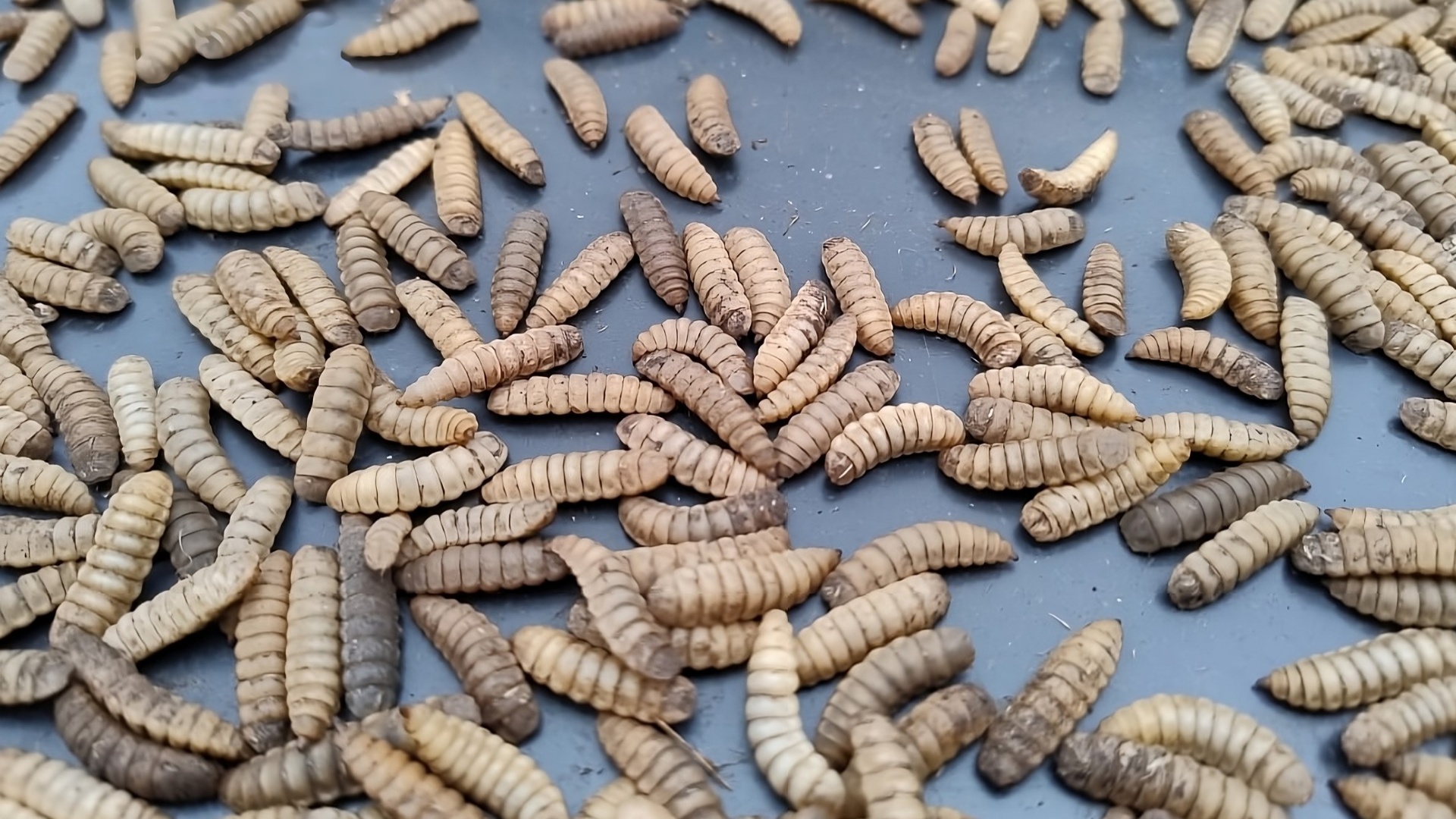 Larva deshidratada premium