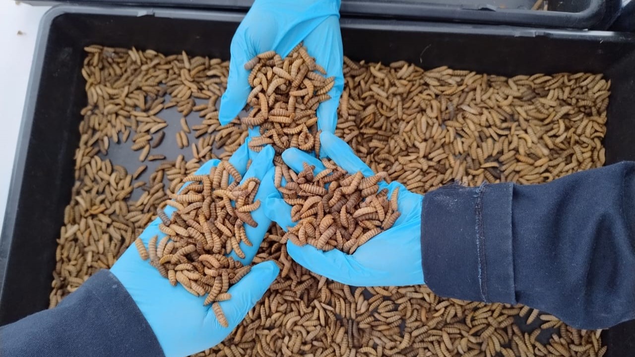 Larvas de mosca soldado negra recién cosechadas