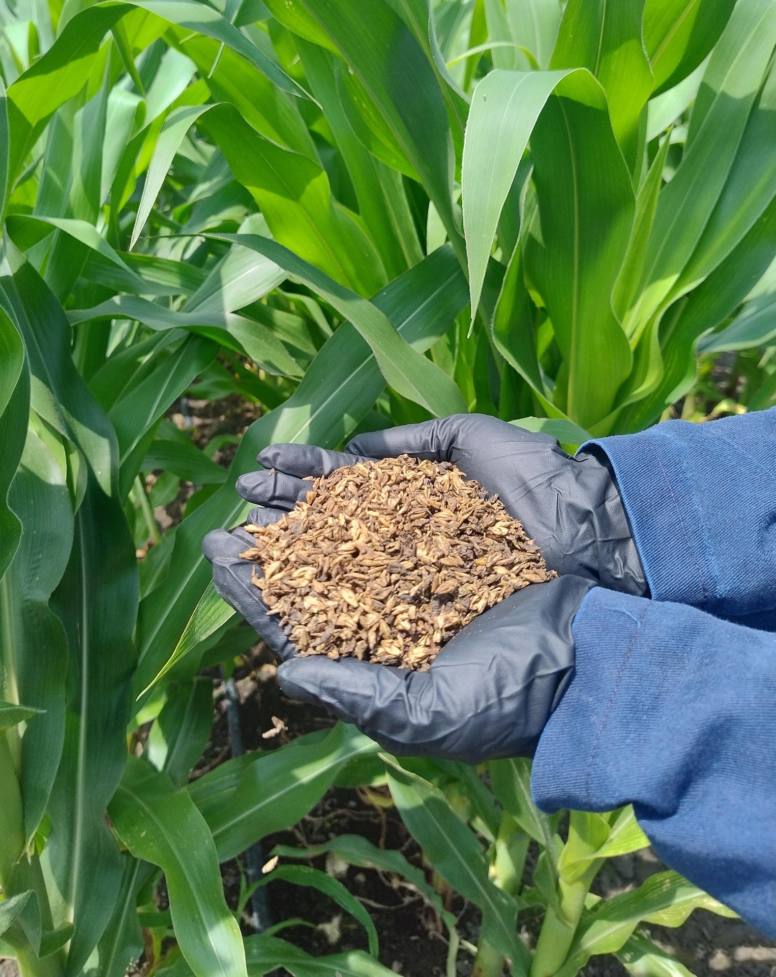 Frass orgánico aplicado en cultivo de maíz