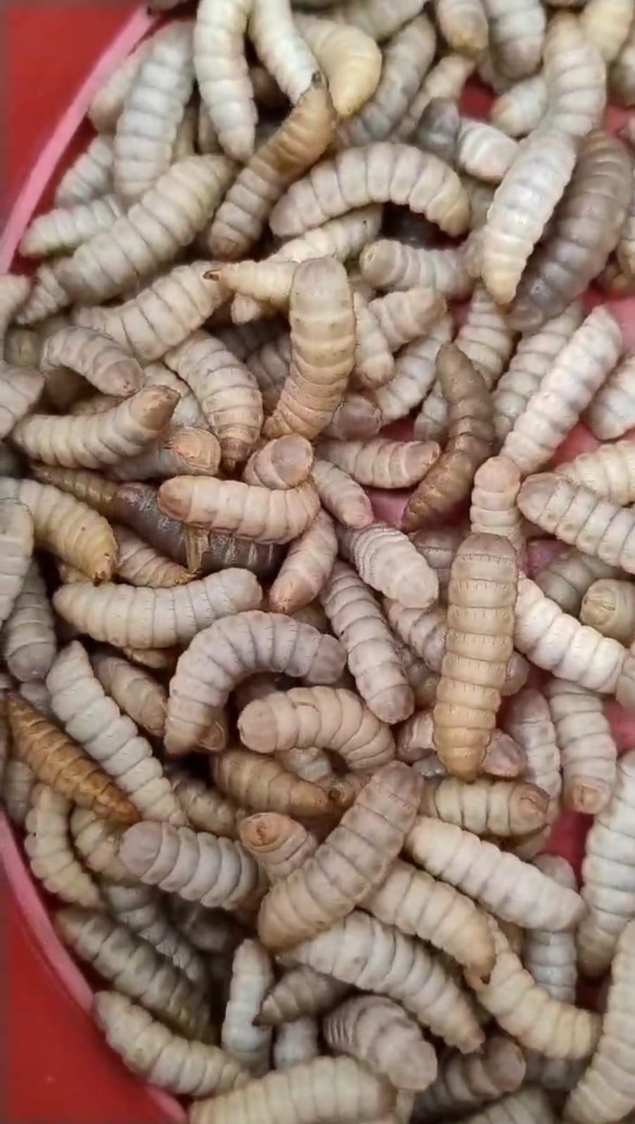 Larva viva Millar (250 g aprox.)